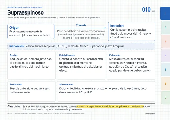 Mapa 010: supraespinoso