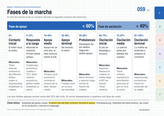 Mapa 059: fases de la marcha